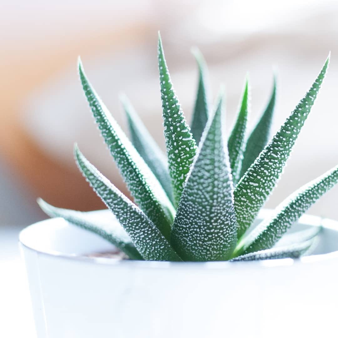 Aloe Vera Çiçeği Nasıl Yetiştilir?