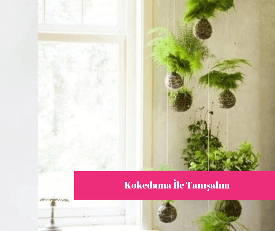 Kokedama İle Tanışalım