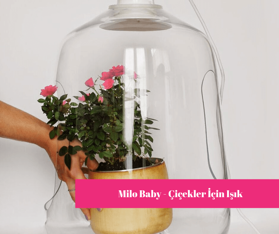 Milo Baby – Çiçekler İçin Işık