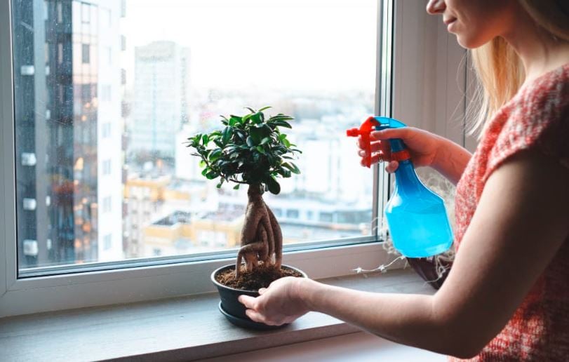 Bonsai Bakımı