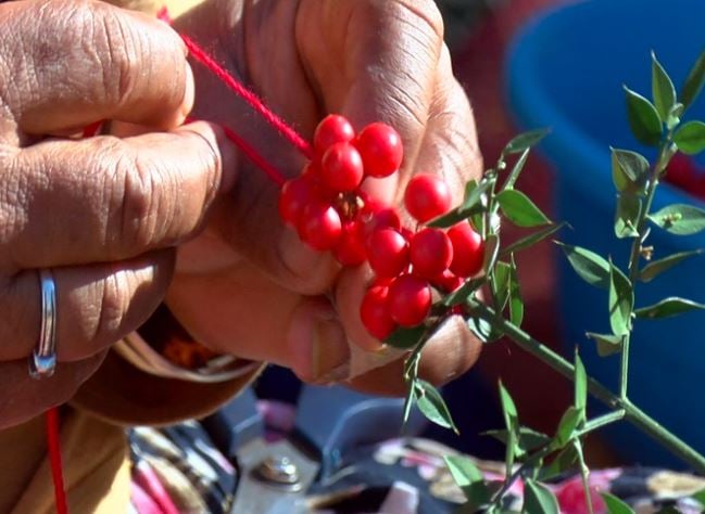 Kokina Çiçeği Bakımı